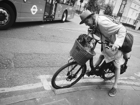 Dog in Basket — Barbican Estate, London